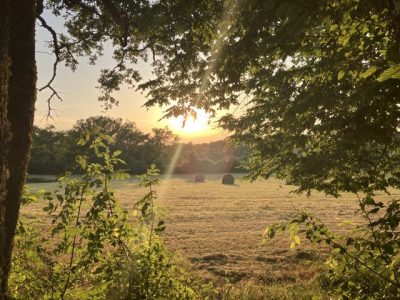 00tuin boomgaard zwembad 15