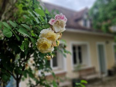 00tuin boomgaard zwembad 48