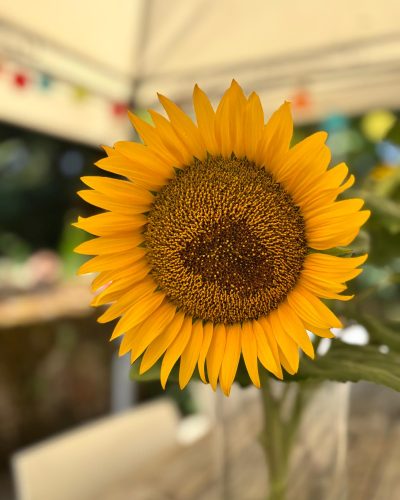 zonnebloem op tafel